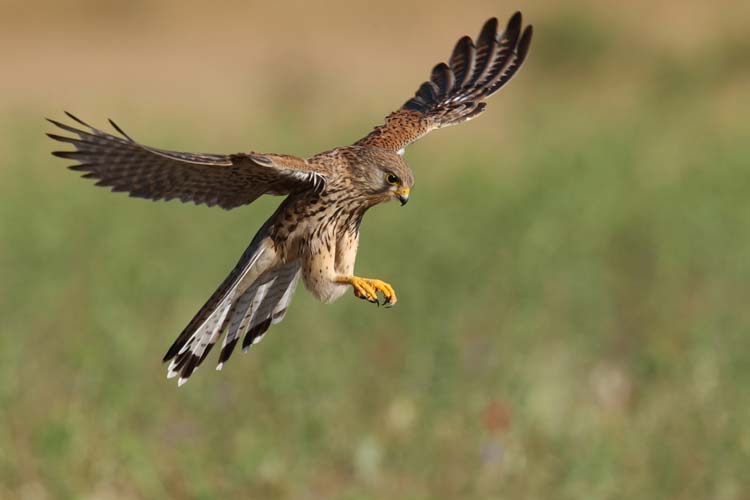 Cernicalo Común (Falco tinnunculus)