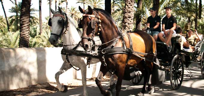 Paseo en calesa por Elche Paseos en Calesa Elche